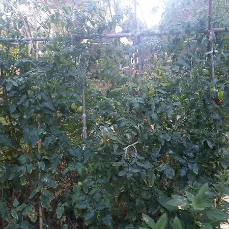 To Agridi Διαμέρισμα *