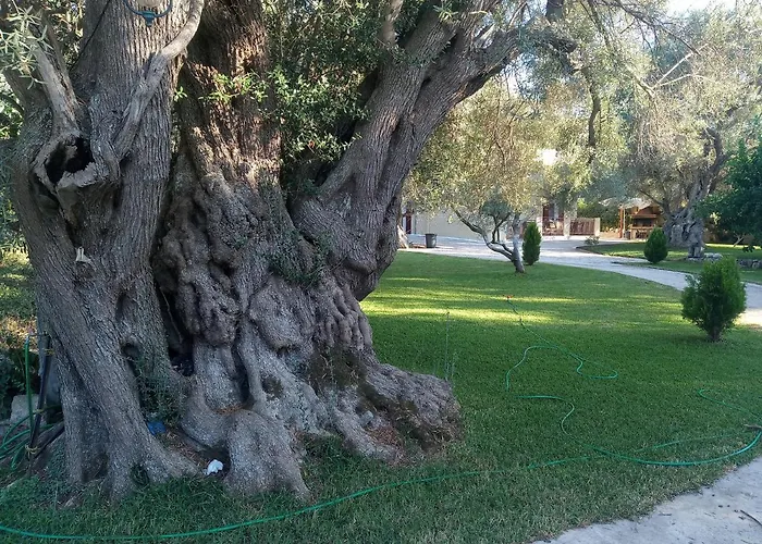 To Agridi * Tsoukaládhes